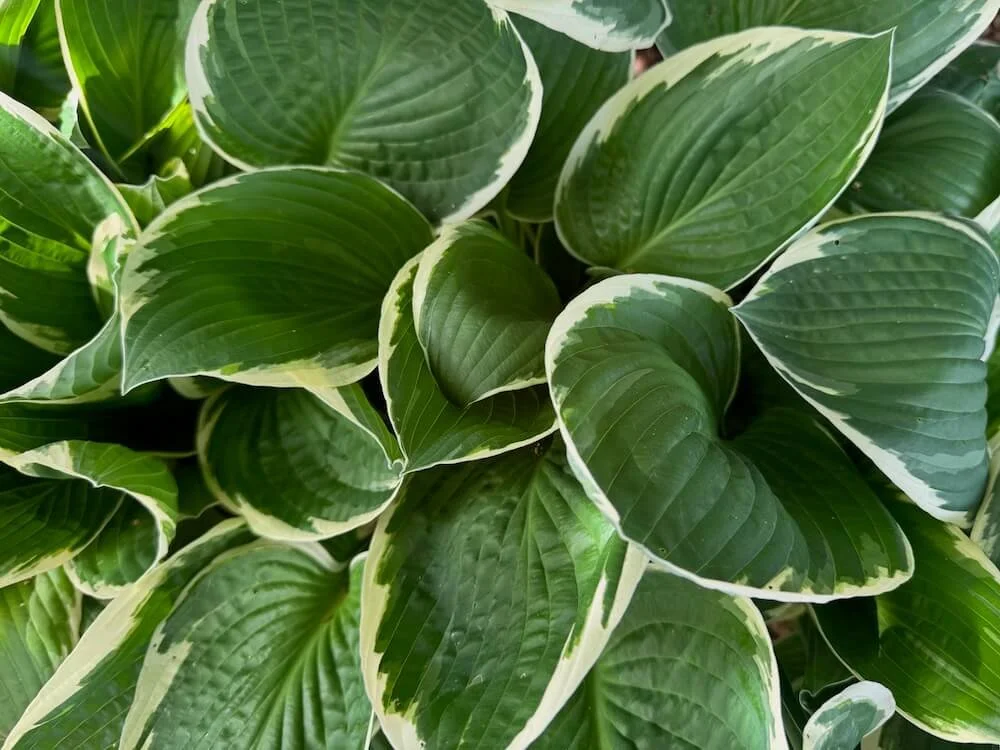 Hosta x 'Francie' 01.jpeg