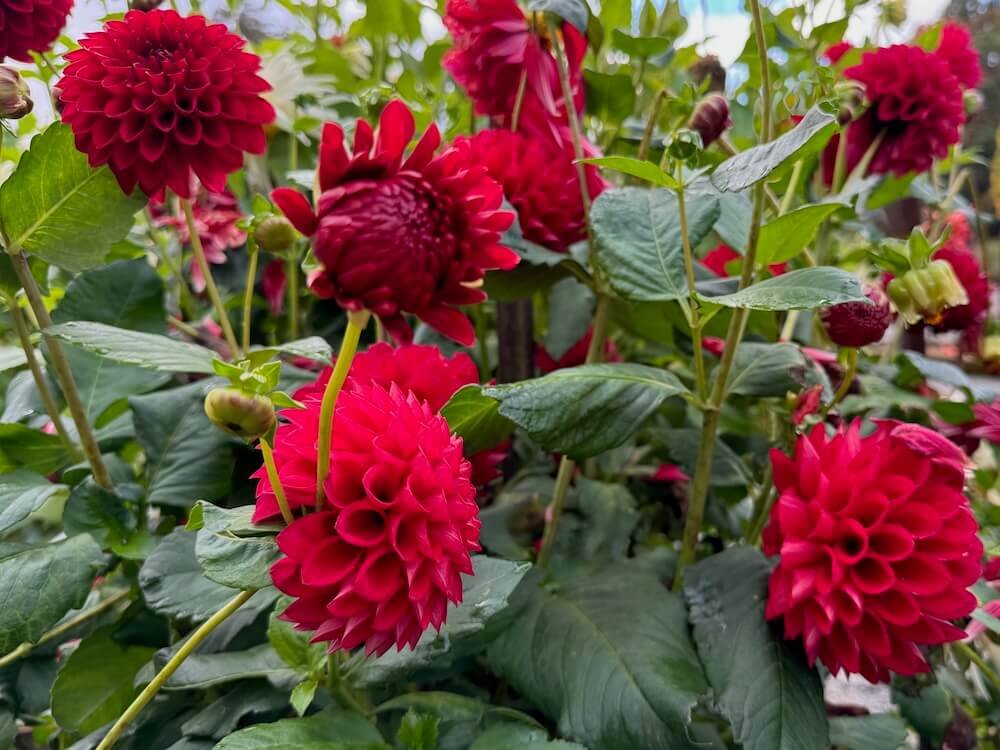 Dahlia 'Dori T' 03.jpeg