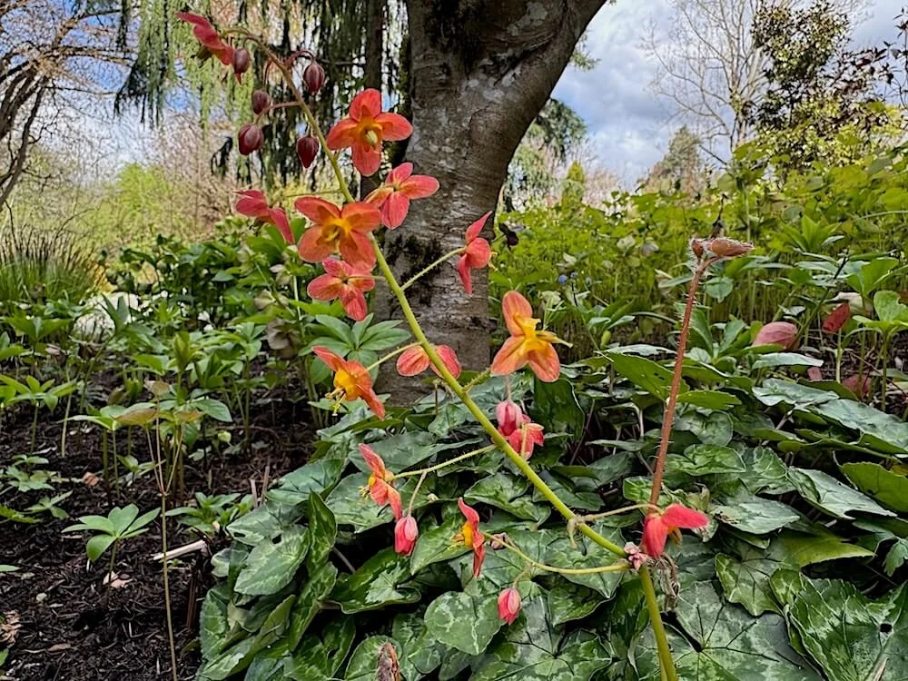 Epimedium x warleyense 'Orangekonigin' | Orange Queen Barrenwort