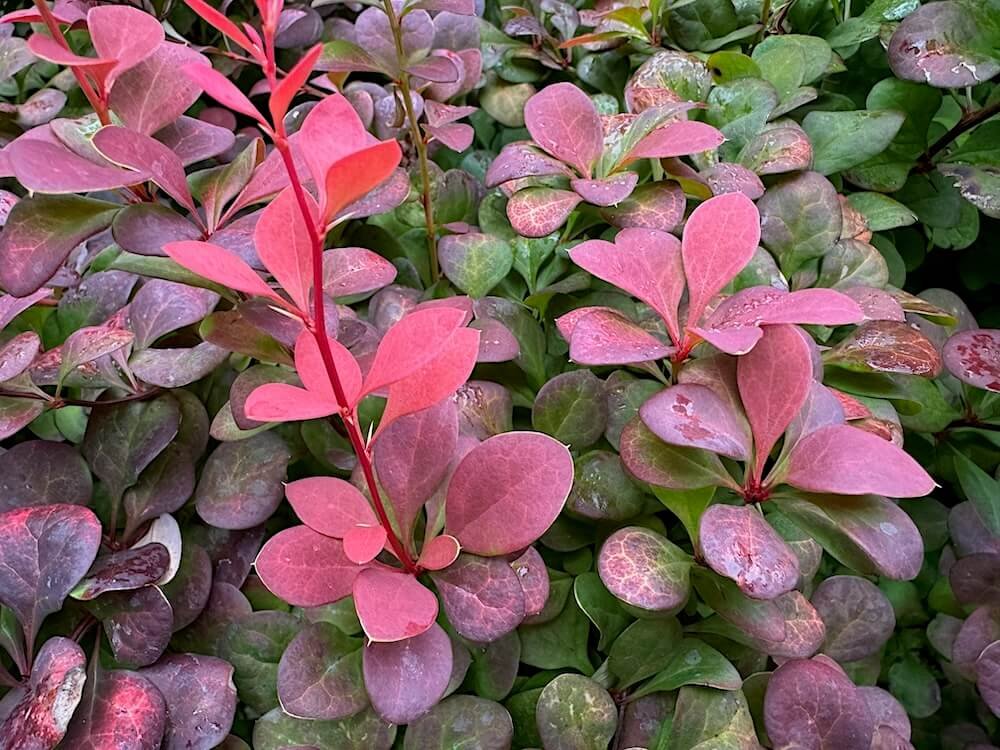 Berberis thunbergii 'Orange Rocket' 04.jpeg