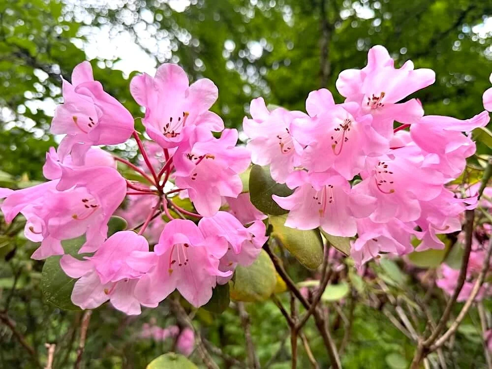 Rhododendron orbiculare 04.jpeg