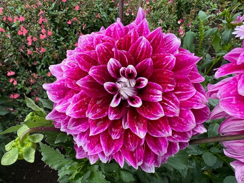 Dahlia 'Uncle B' 02.jpeg