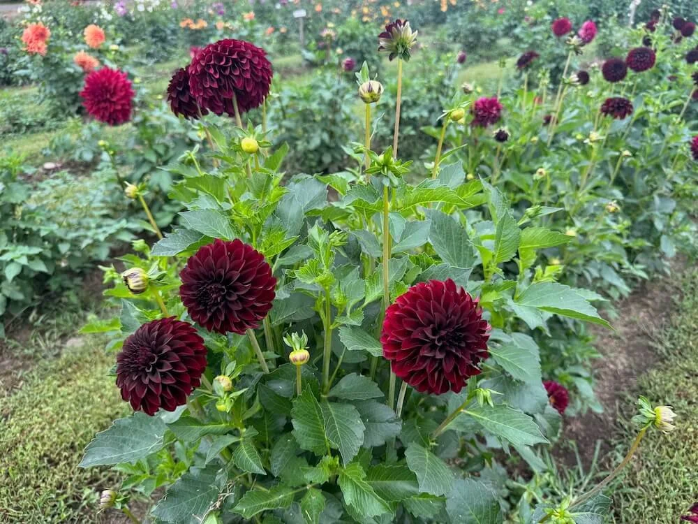 Dahlia 'Black Satin' 04.jpeg