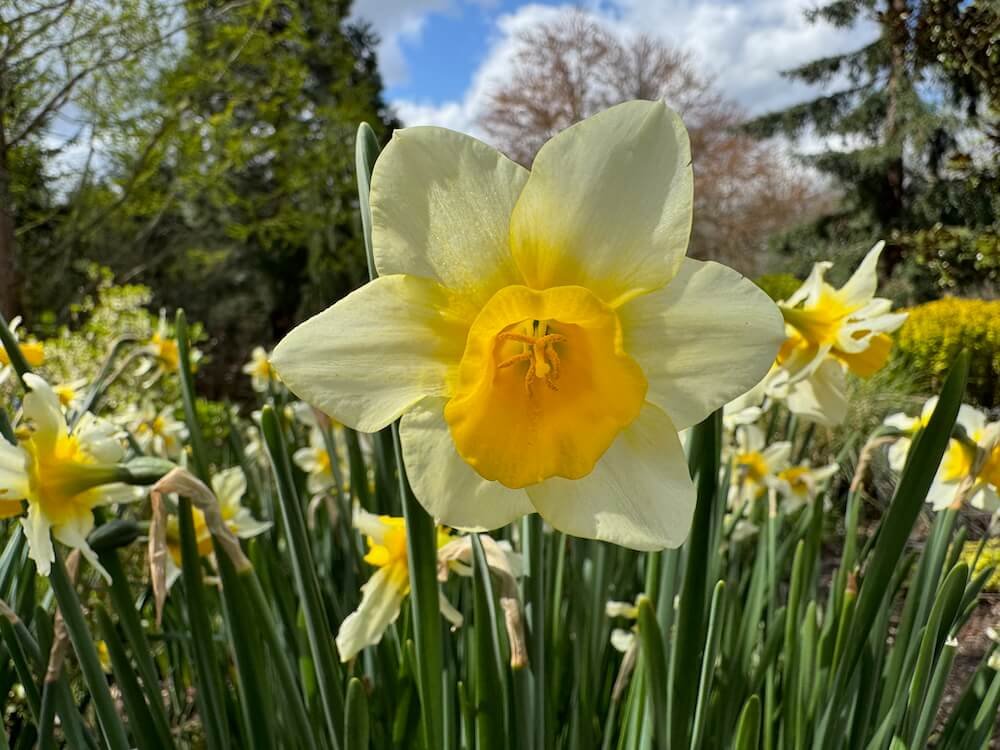 Narcissus 'Golden Echo' 01.jpeg