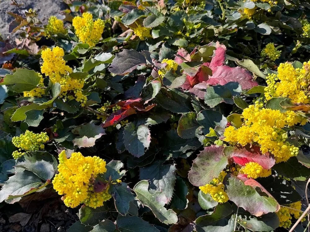 Mahonia repens 'MonRws' 02.jpeg