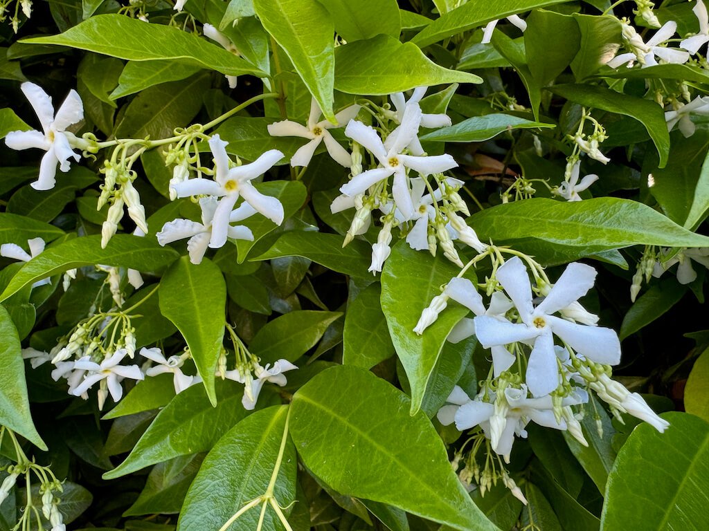 Trachelospermum jasminoides 03.jpeg