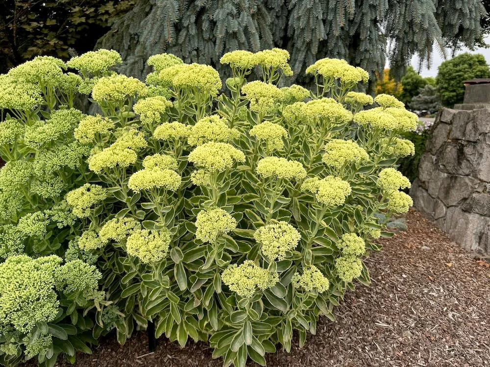 Sedum telephium 'Lajos' 01.jpeg
