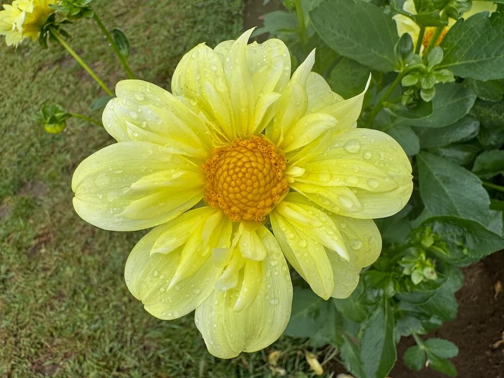Dahlia 'Yellow Bird' 02.jpeg