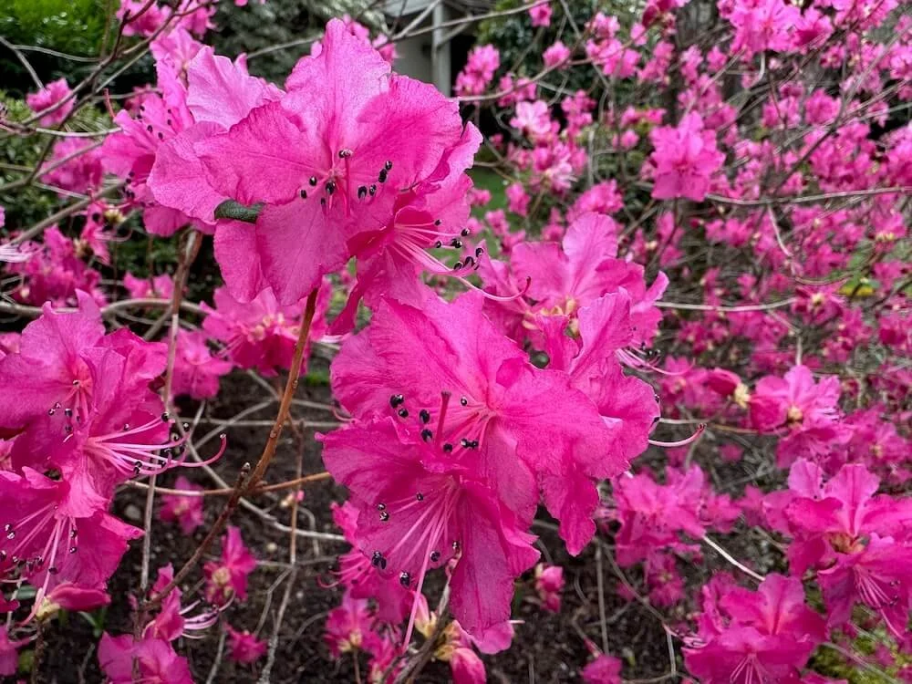 Rhododendron mucronulatum 02.jpeg