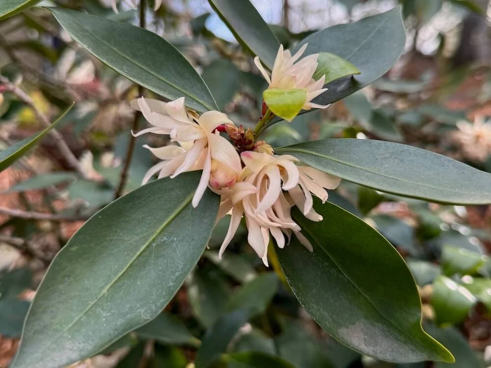 Illicium anisatum 'HinPurlf' 01.jpeg