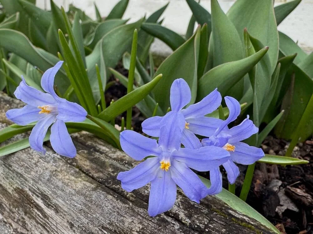 Scilla luciliae 02.jpeg