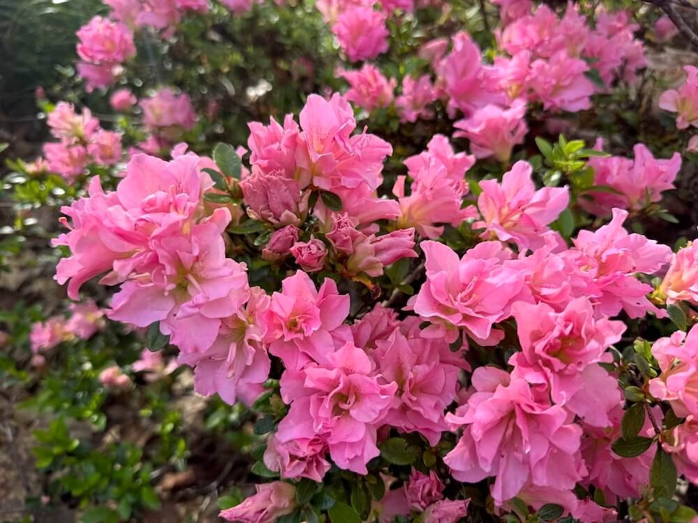 Rhododendron x 'RLH1-2P8' 01.jpeg
