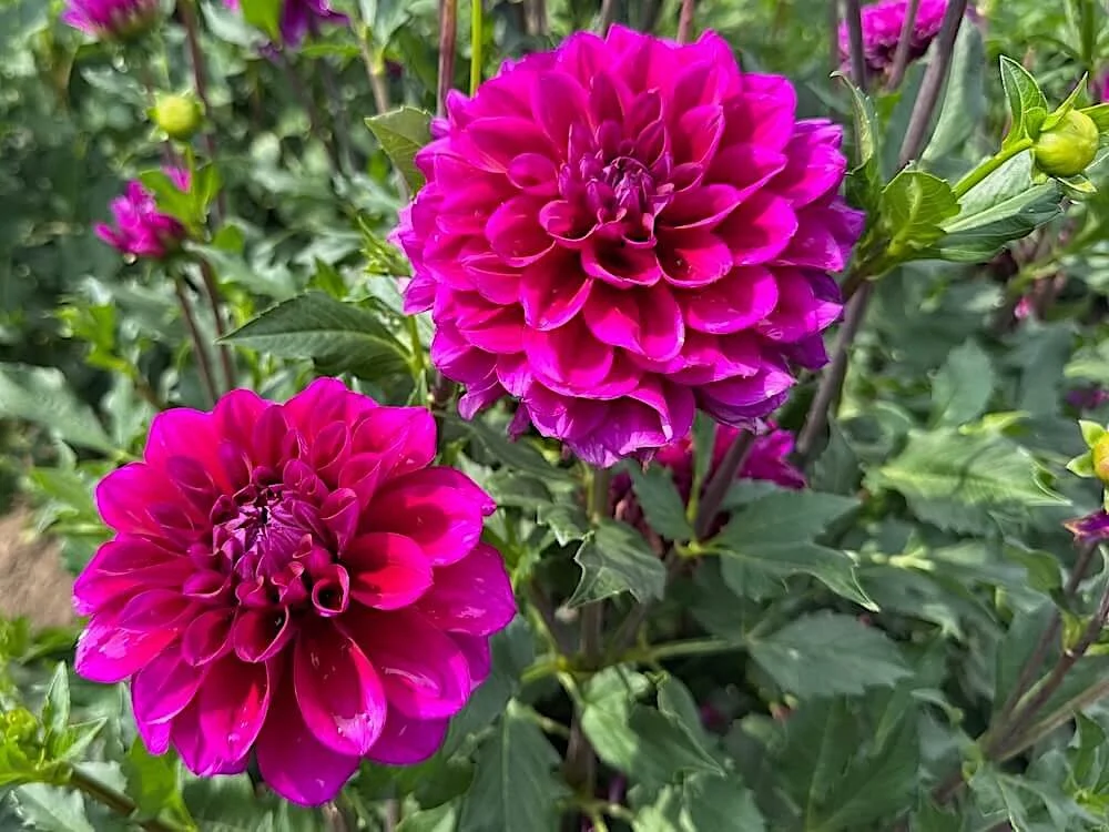 Dahlia 'Beets Me' 04.jpeg