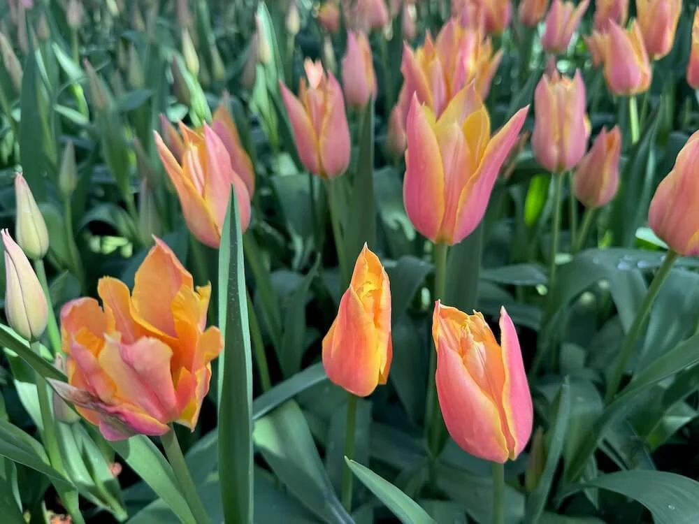 Tulipa 'Blushing Beauty' 04.jpeg