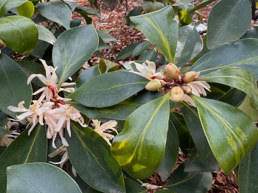 Illicium anisatum 'HinPurlf' 02.jpeg