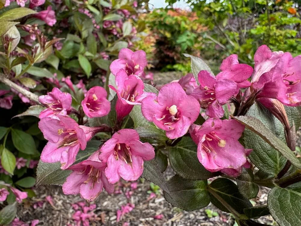 Weigela florida 'Tango' 02.jpeg