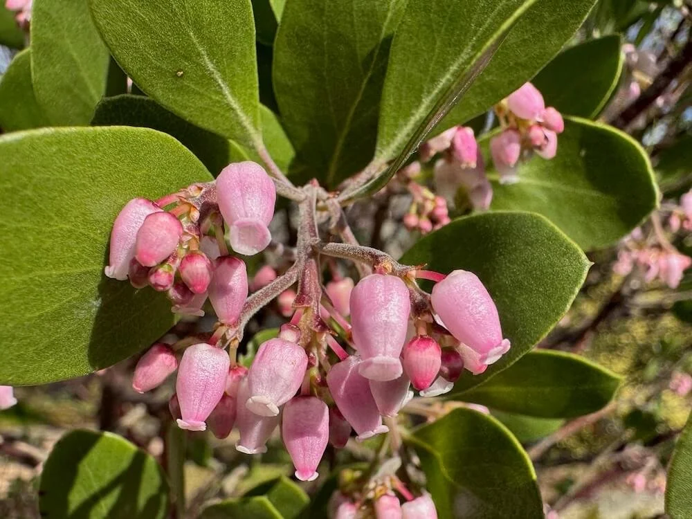 Arctostaphylos manzanita 'Hood Mountain' | Hood Mountain Manzanita