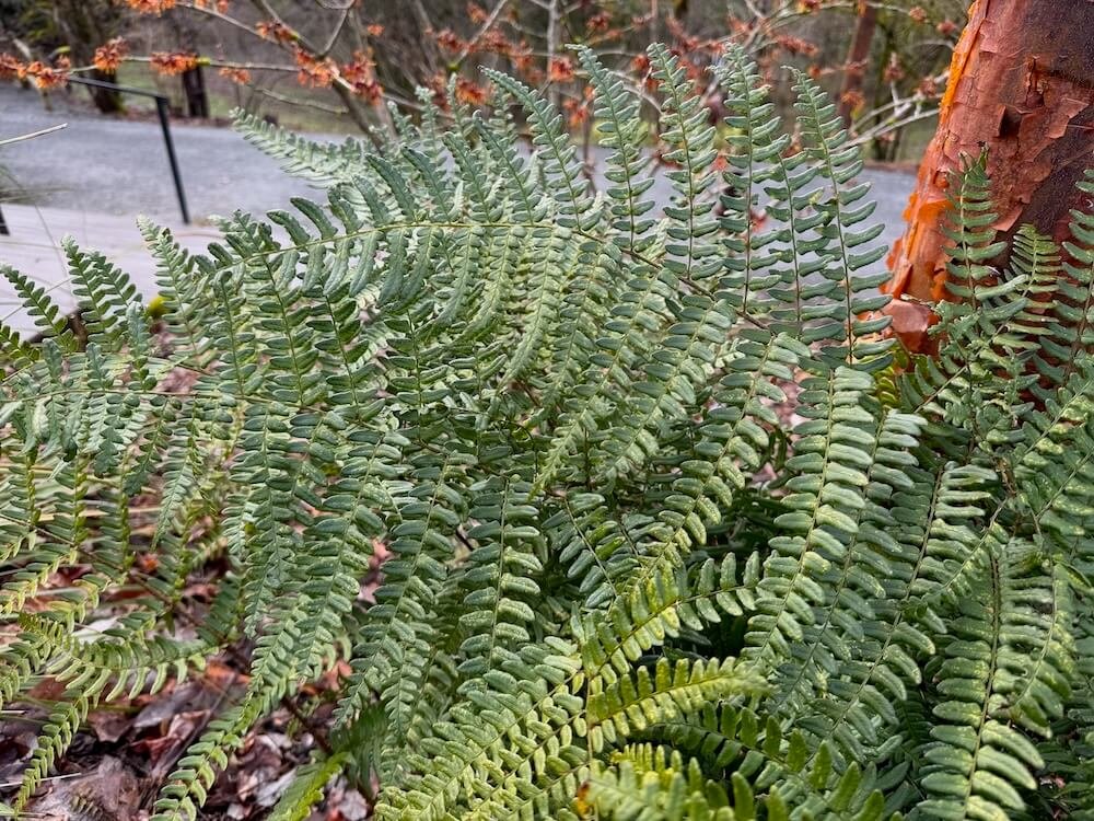 Dryopteris championii 05.jpeg