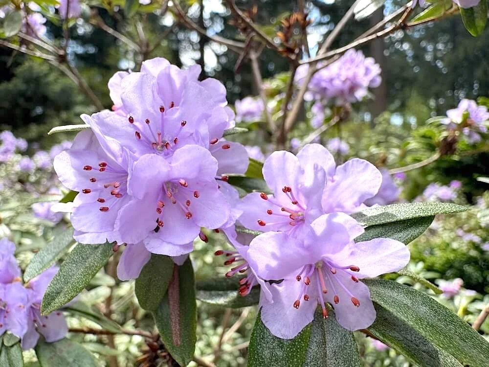 Rhododendron camtschaticum 01.jpeg
