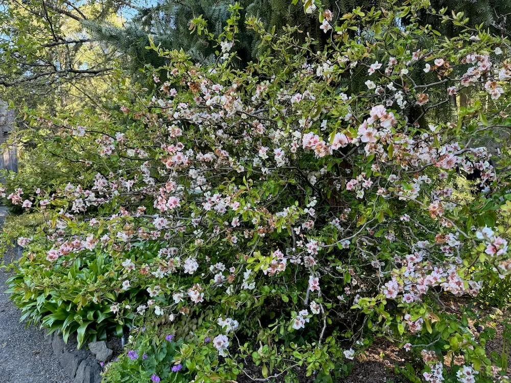 Chaenomeles speciosa 'Contorta' 03.jpeg