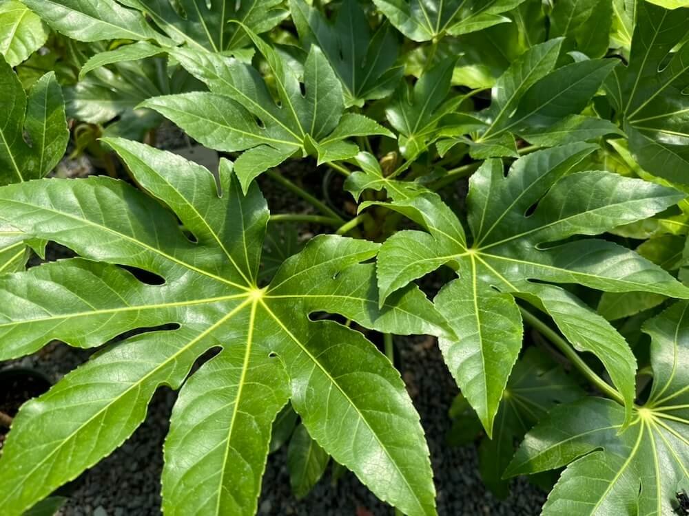 Fatsia japonica | Japanese Aralia