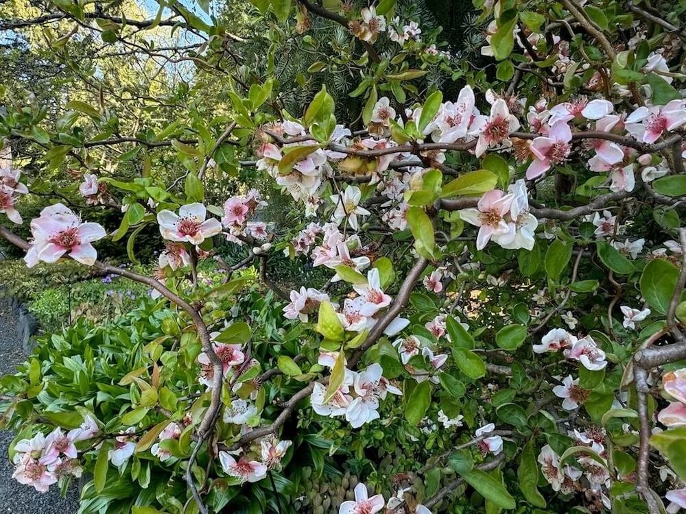 Chaenomeles speciosa 'Contorta' 02.jpeg