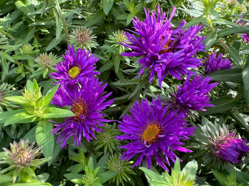 Symphyotrichum novae-angliae 'Purple Dome' | Purple Dome New England Aster