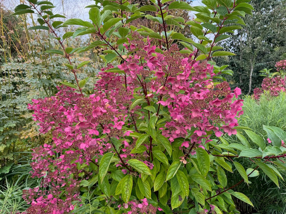 Hydrangea paniculata 'Wim's Red' 09.jpeg