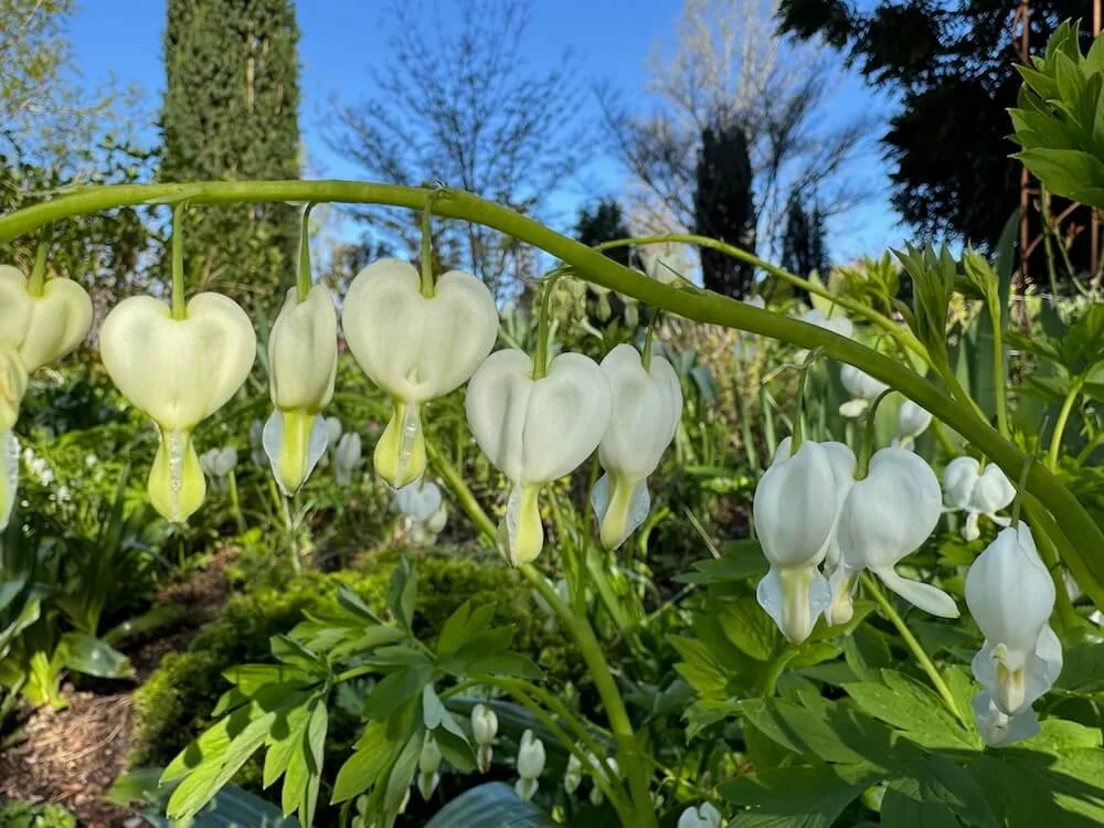 Lamprocapnos spectabilis 'Alba' 02.jpeg