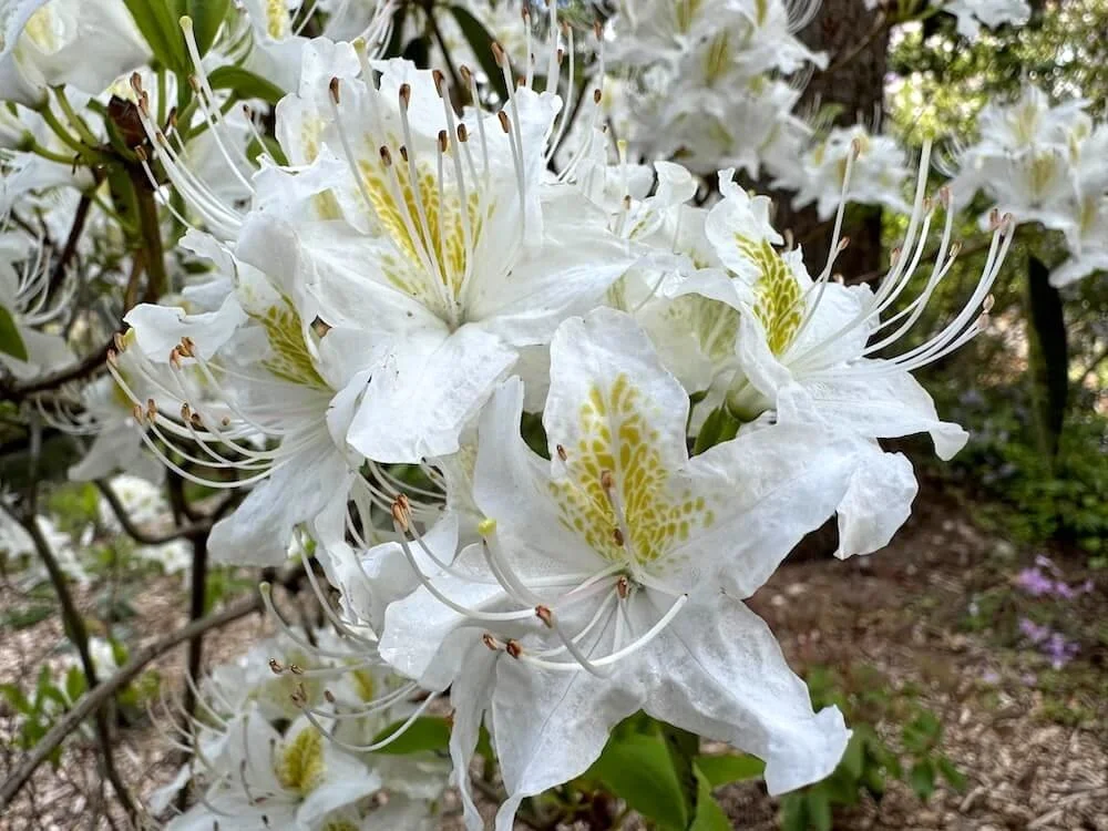 Rhododendron augustinii ssp. hardyii 04.jpeg
