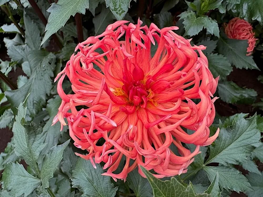 Dahlia 'Bed Head' 04.jpeg