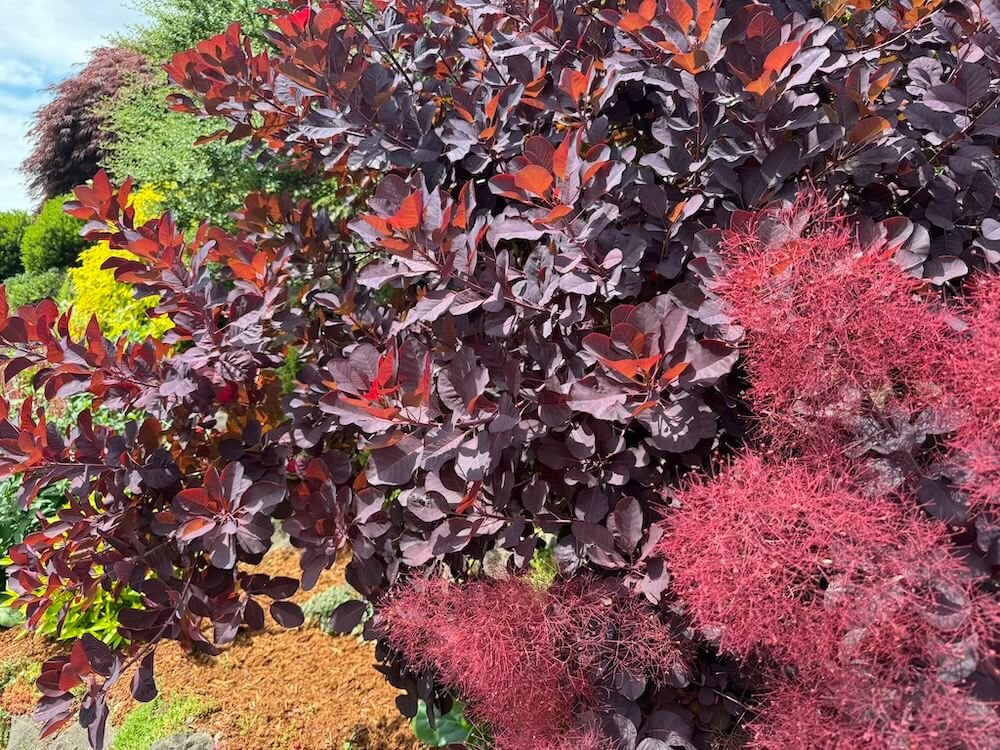 Cotinus coggygria 'Royal Purple' 01.jpeg
