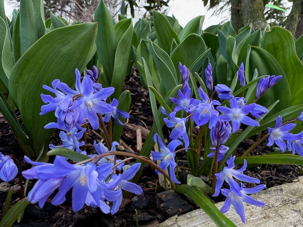 Scilla forbesii 02.jpeg