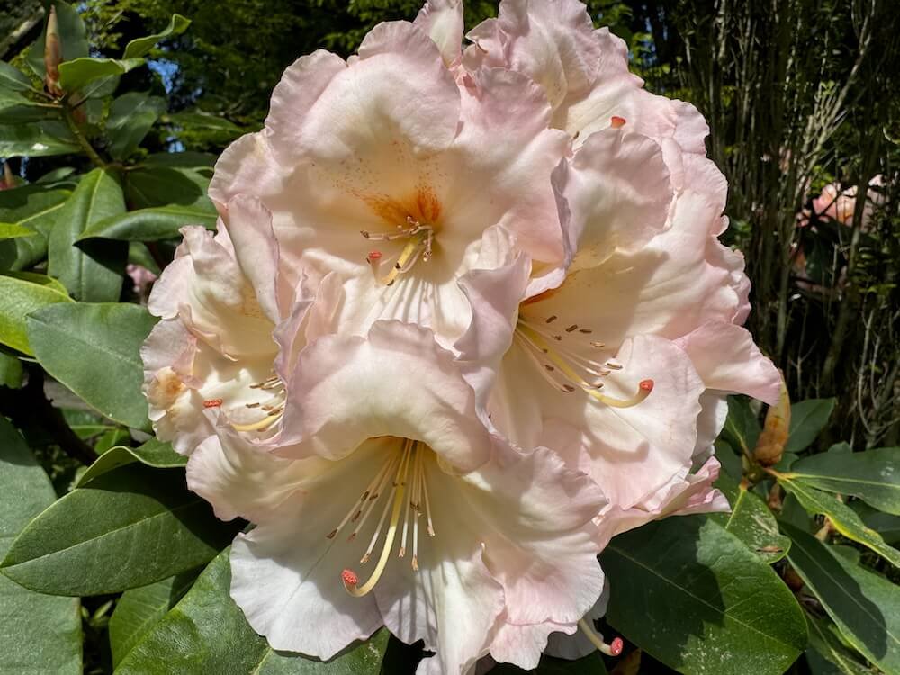 Rhododendron 'Nelda Peach' 04.jpeg