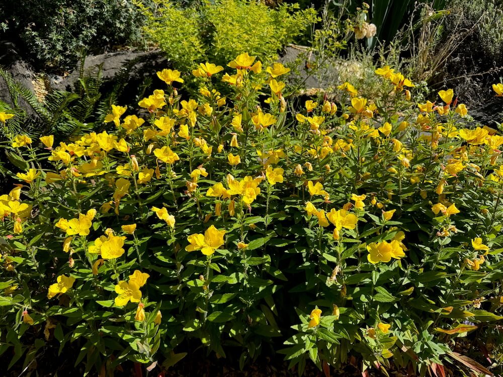 Oenothera fruticosa 03.jpeg