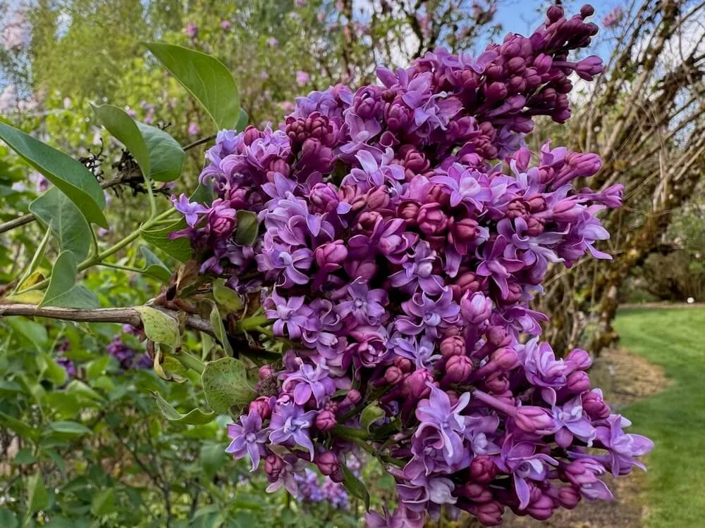 Syringa vulgaris 'Fritz Klager' 01.jpeg