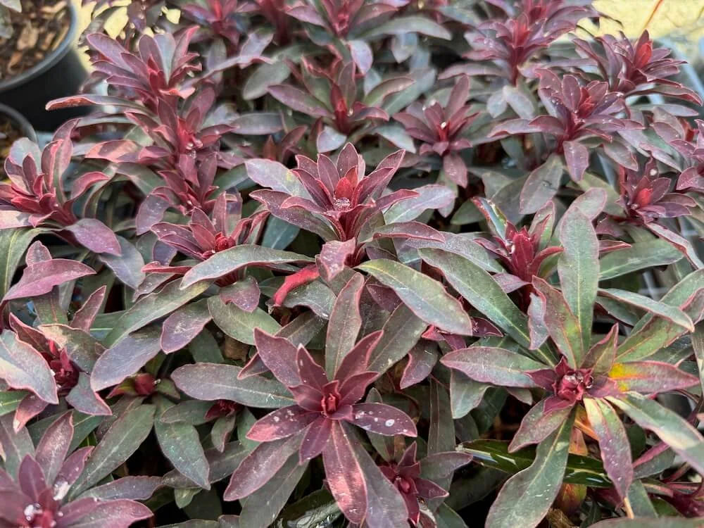 Euphorbia x ‘Miner’s Merlot’ | Purple Wood Spurge