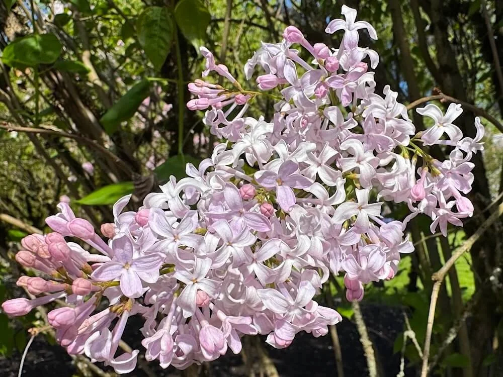Syringa x hyacinthiflora 'California Rose' 02.jpeg