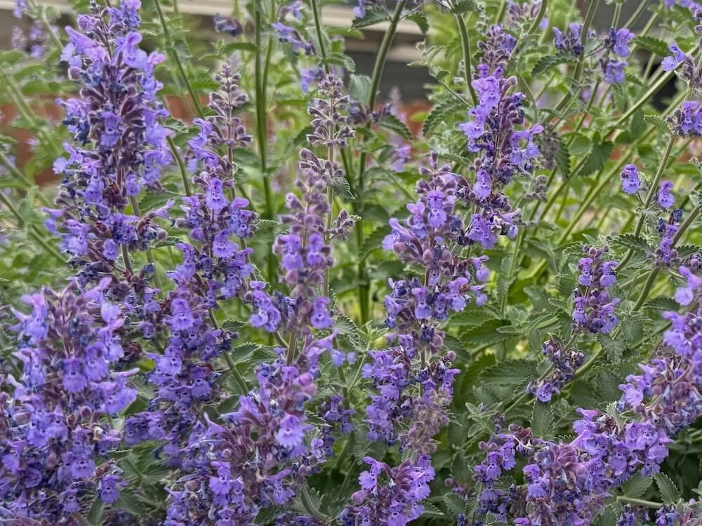Nepeta racemosa 'Walker's Low' 02.jpeg
