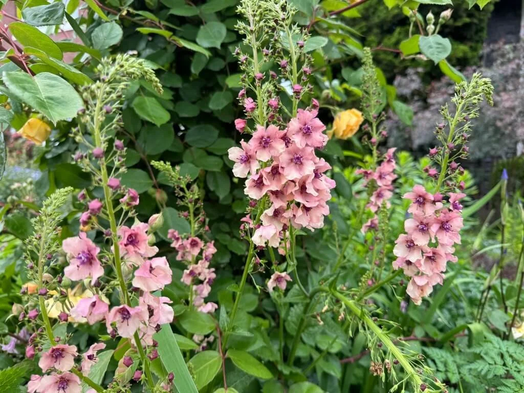 Verbascum phoeniceum 'Antique Rose' 03.jpeg