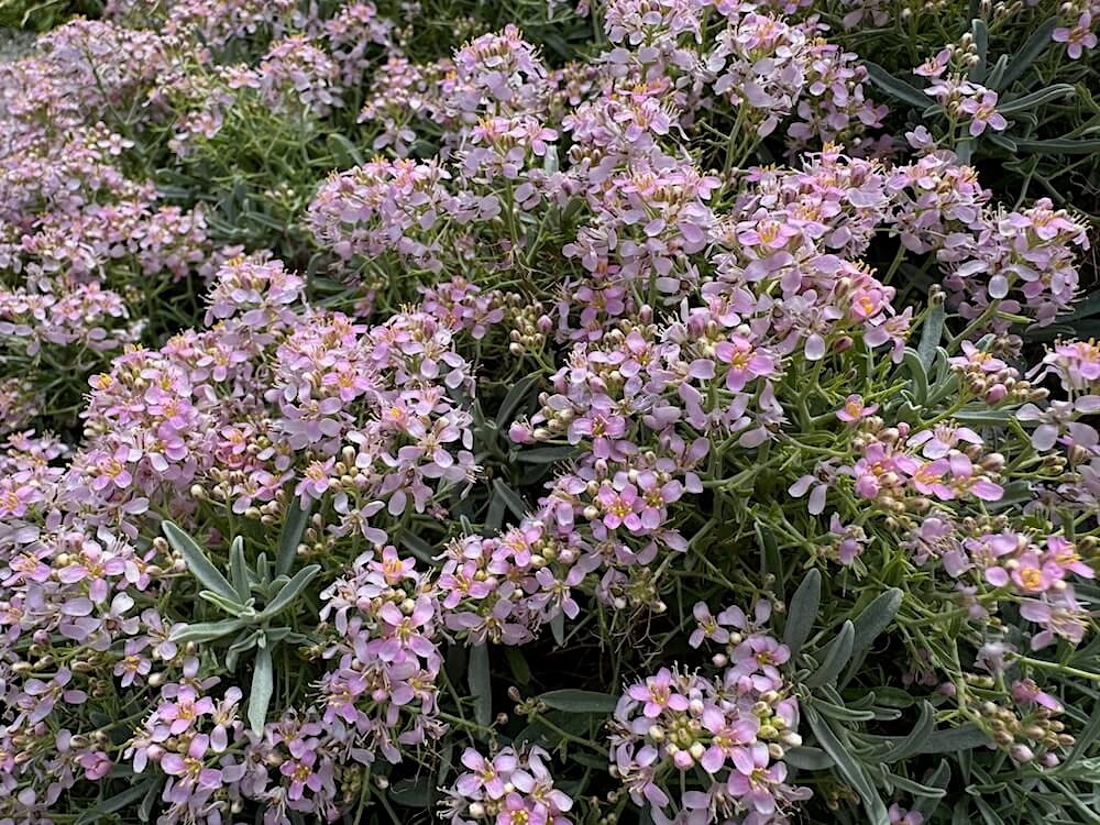 Aethionema grandiflorum 01.jpeg