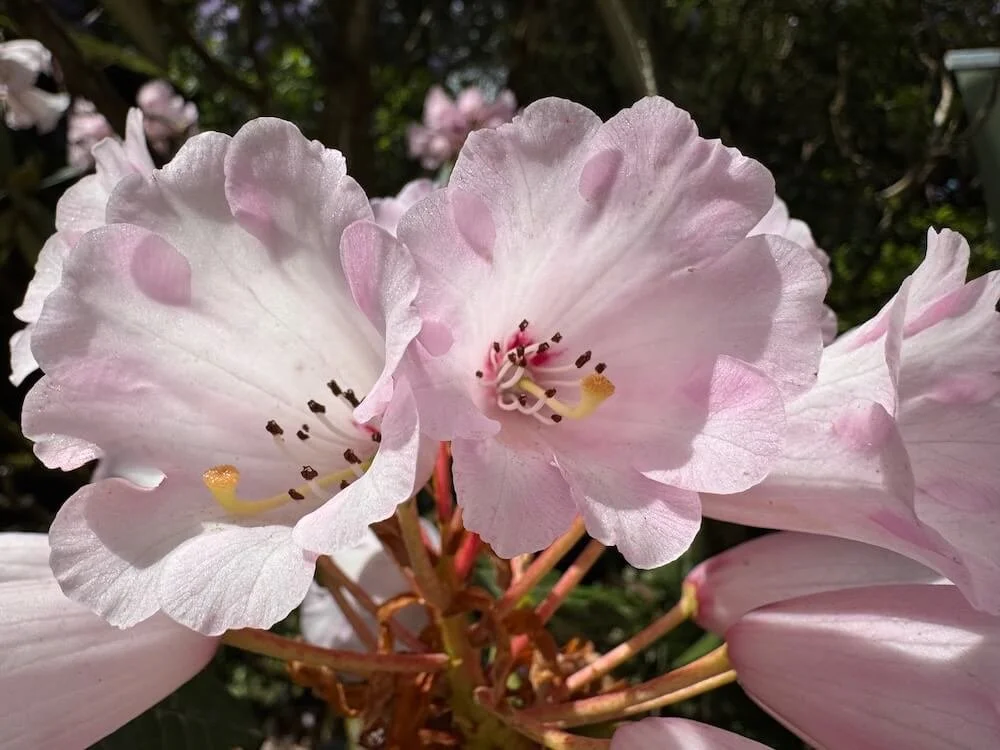 Rhododendron kesangiae 01.jpeg