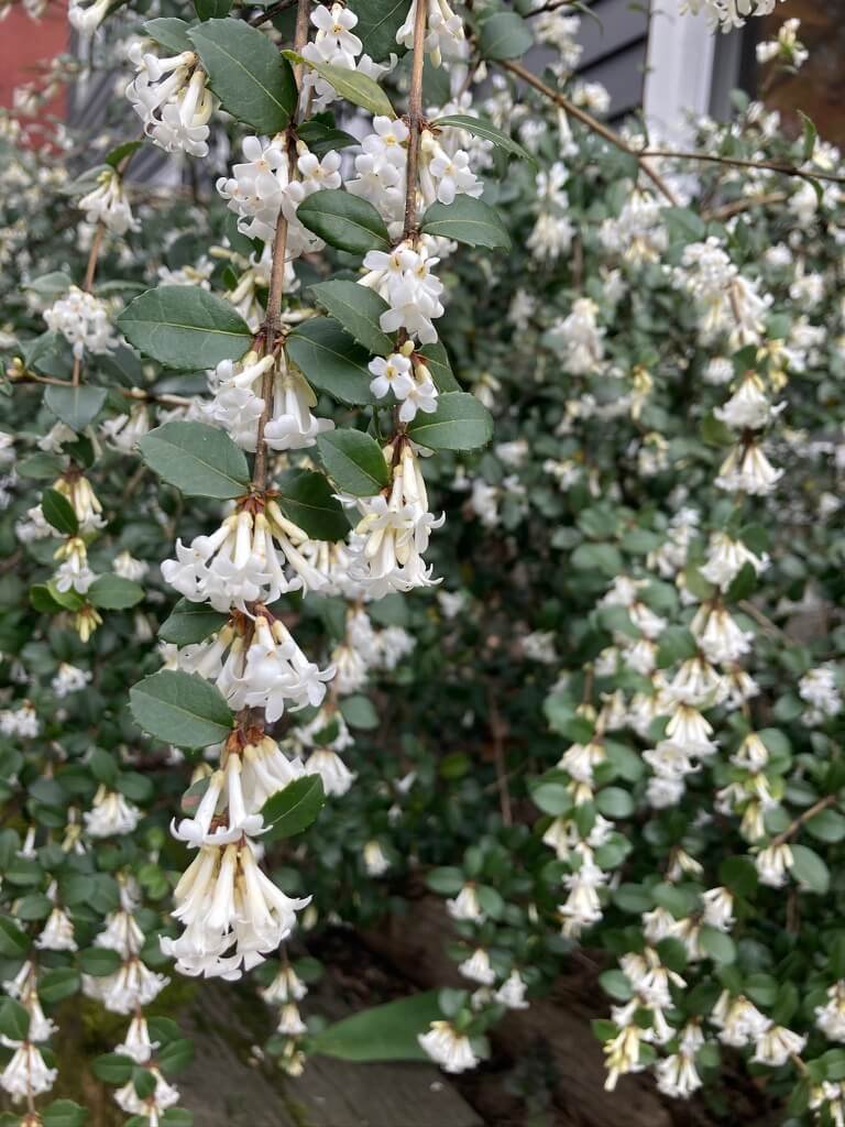 Osmanthus delavayi 01.jpeg