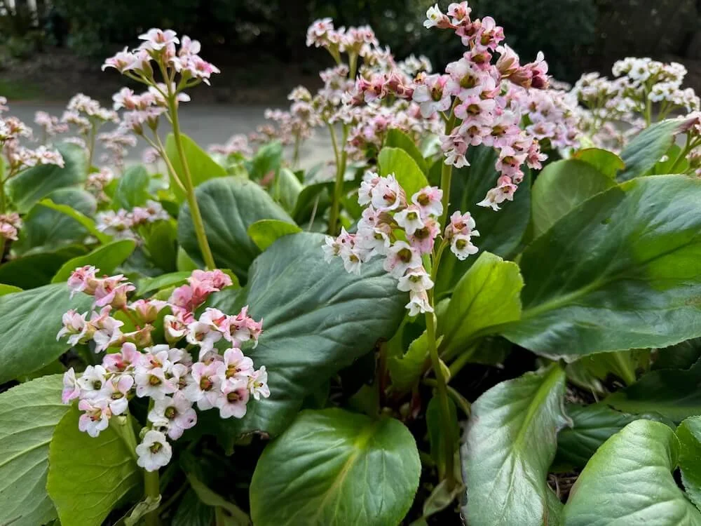 Bergenia 'Bressingham Salmon' 01.jpeg