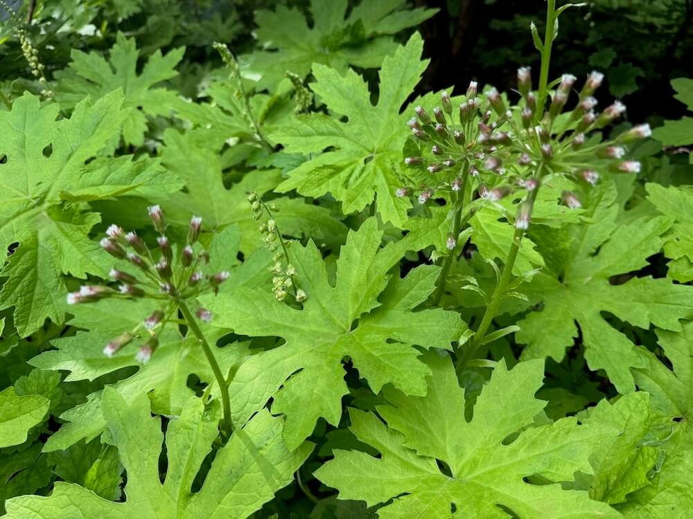 Petasites frigidus var. palmatus 02.jpeg