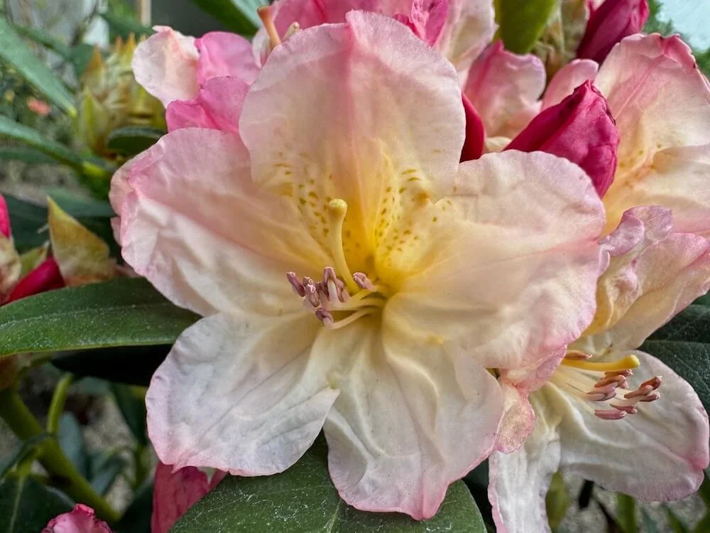 Rhododendron 'Percy Wiseman' 01.jpeg