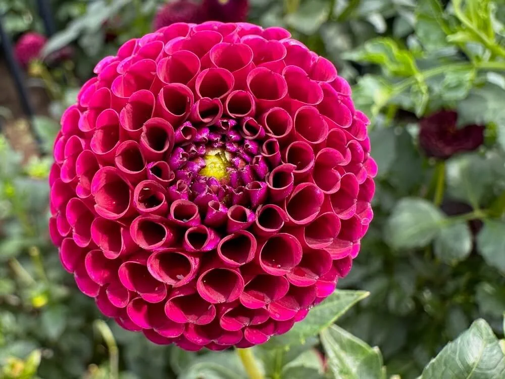 Dahlia 'Crossfield Ebony' 01.jpeg