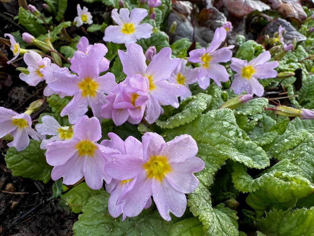 Primula vulgaris ssp. sibthorpii | Sibthorp Primrose