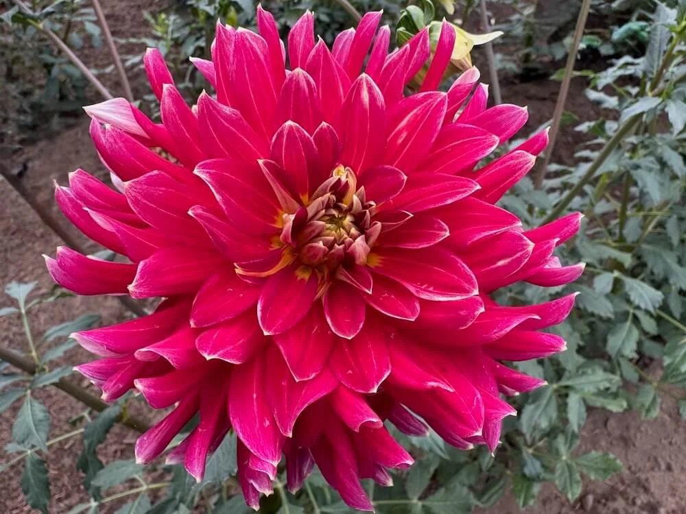 Dahlia 'Hometown Hero' 03.jpeg