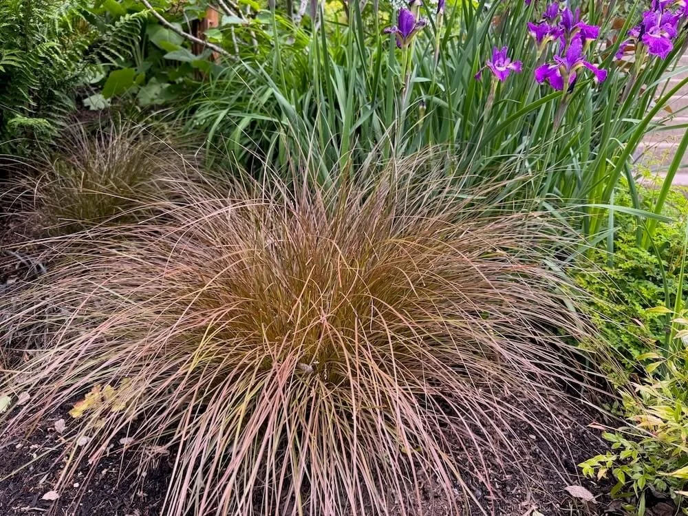Carex tenuiculmis Cappuccino 07.jpeg